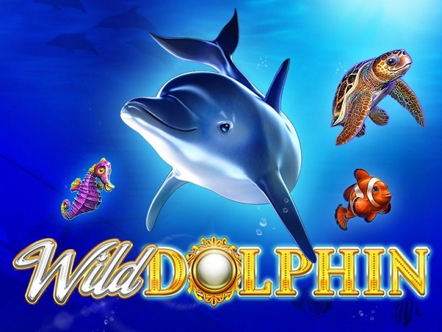 Wild Dolphin